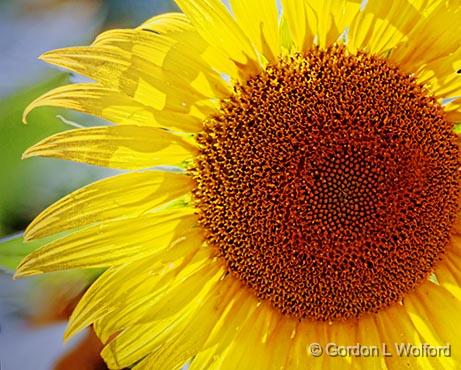 Backlit Sunflower_27827-8.jpg - Photographed near Frankville, Ontario, Canada.